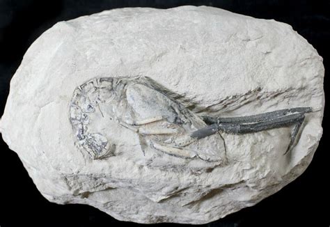 fossils isle of wight